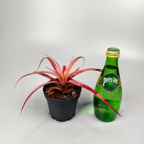 Aechmea recurvata f.rubra