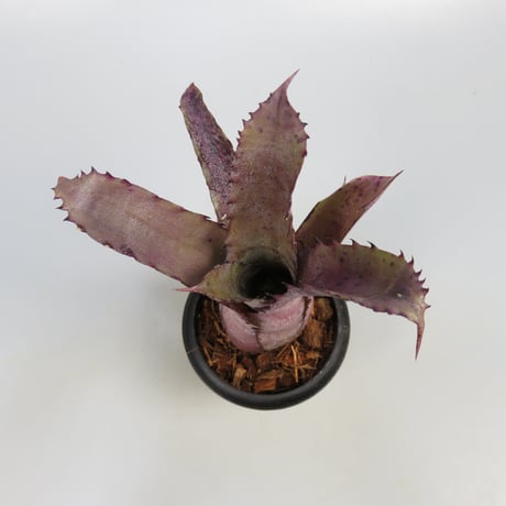 Hohenbergia 'Ouchi' (sp. Brazil)