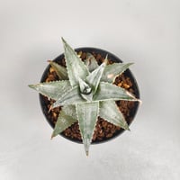 Dyckia Zebra Billbaker Hybrid