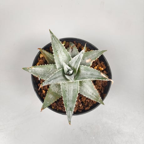 CATEGORY Dyckia | Panus