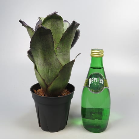 Hohenbergia leopoldo-horstii Black form