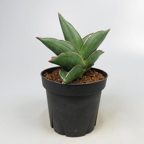 Sansevieria Noah's Ark from Yoky plant