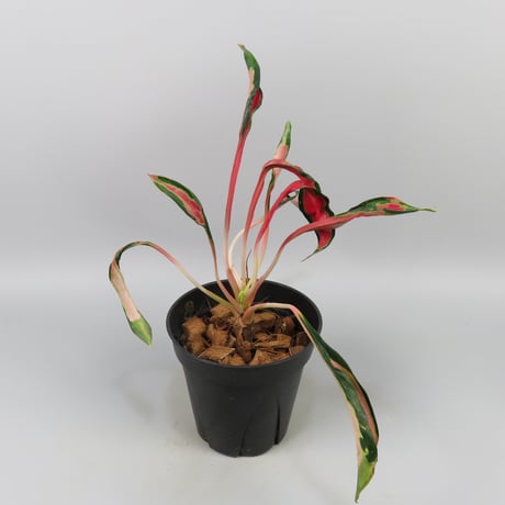 Aglaonema 'Medusa'