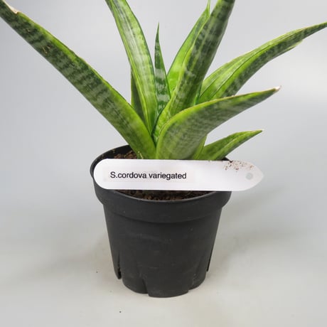 Sansevieria Cordova variegated from Yoky plant