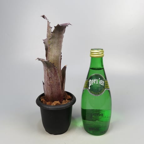Hohenbergia sp. 357