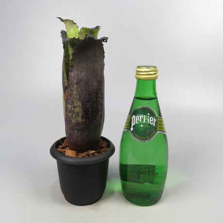 Hohenbergia Special Spine