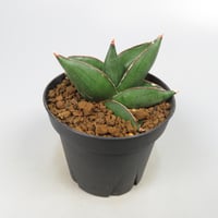 Sansevieria konnichiwa from Yoky plant