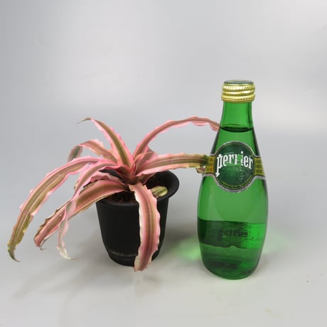 Cryptanthus 'Pink Starlight' Bromeliad Cultivar Register (1963)