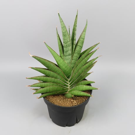 Sansevieria Matsumoto Castle
