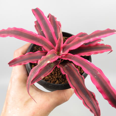 Cryptanthus bivittatus 'Power Pink' ex WICHA