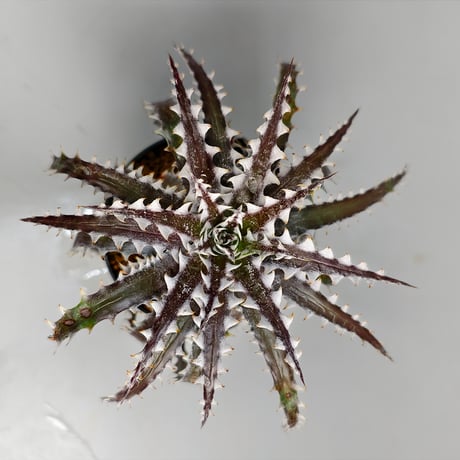 Dyckia Goku Otto Bromeliad Hybrid