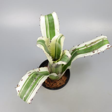 Hohenbergia 'Karla' (BCR11568) ex Hermann Prinsler