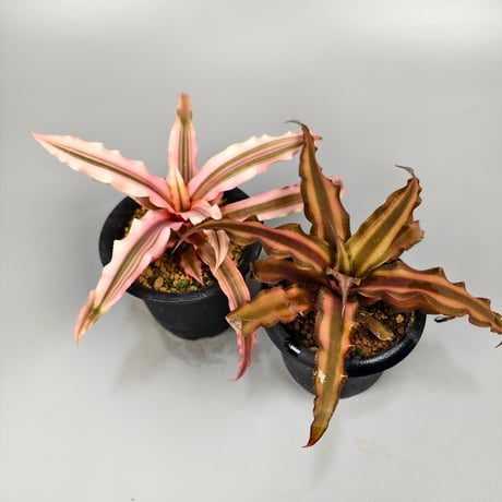 Cryptanthus bivittatus 'Pink Star'  and 'Brown Star'