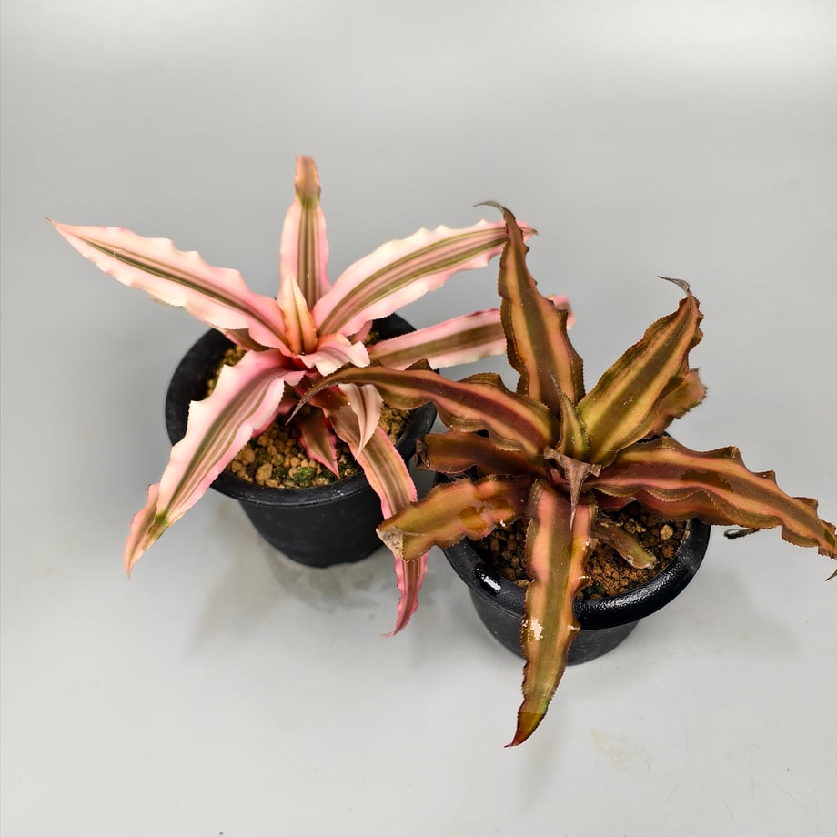 6a769b3782a509579cfff5f3