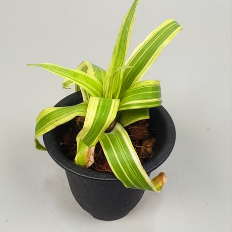 Vriesea ospinae 'Tricolor Variegata'