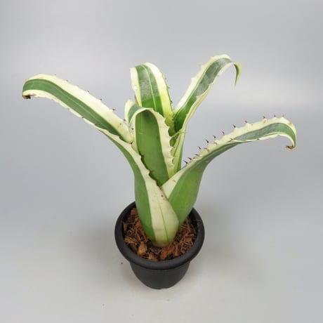 Hohenbergia 'Karla' (BCR11568) ex Hermann Prinsler