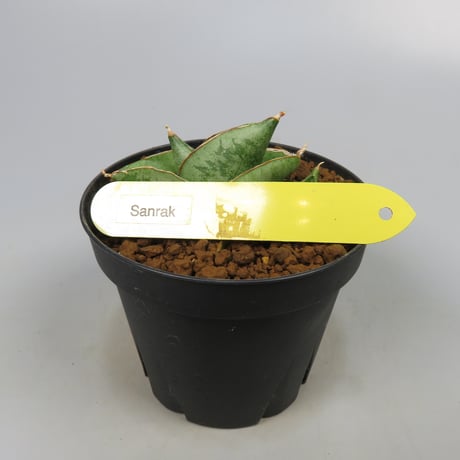 Sansevieria San Luk from Yoky plant