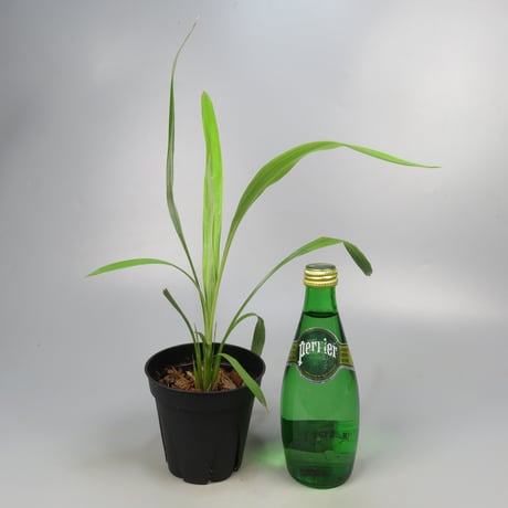 Pitcairnia smithiorum