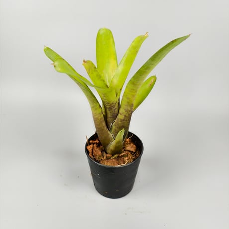 Neoregelia coimbrae (PN TF1720) Rio de Contas, Bahia, Brazil ex SN