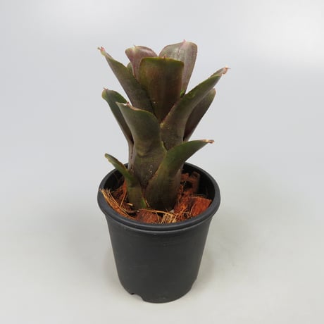 Neoregelia punctatissima rubra WBC BSI ex SN