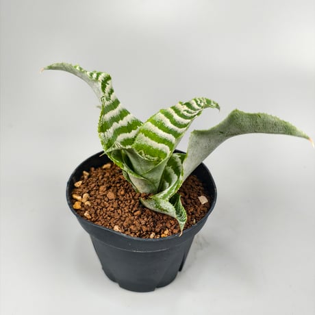 Cryptanthus 'Betty'