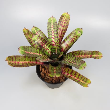 Neoregelia 'Whirlwind' Bromeliad Cultivar Register (11247)
