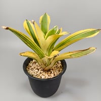 Hohenbergia 'Zuikaku'