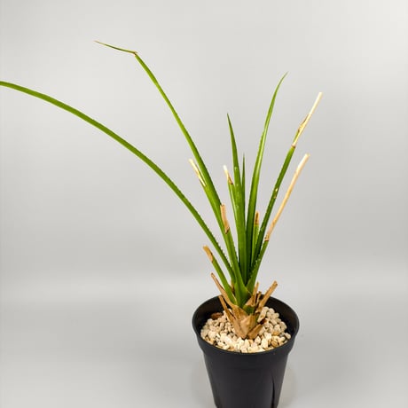 Aechmea biflora ex Double T Nursery