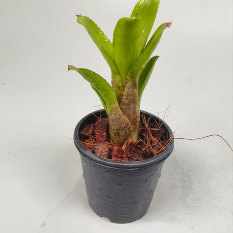 Neoregelia dunensis 'TE479' (Rio de Janeiro Brazil) ex SN