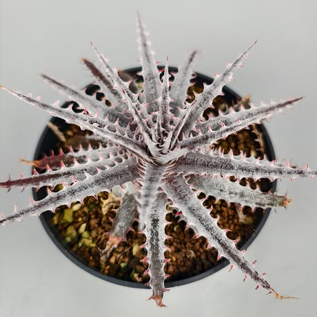 Dyckia 'Kali' (Warren × Mercury) Sueb Hybrid
