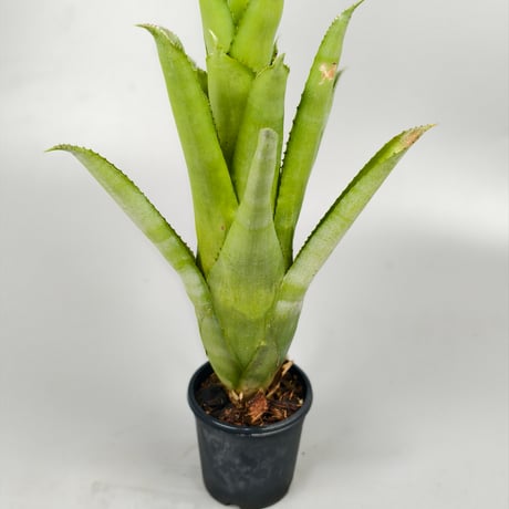Aechmea Charles Hodgson