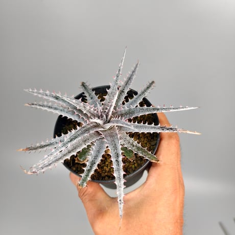 Dyckia 'Kali' (Warren × Mercury) Sueb Hybrid