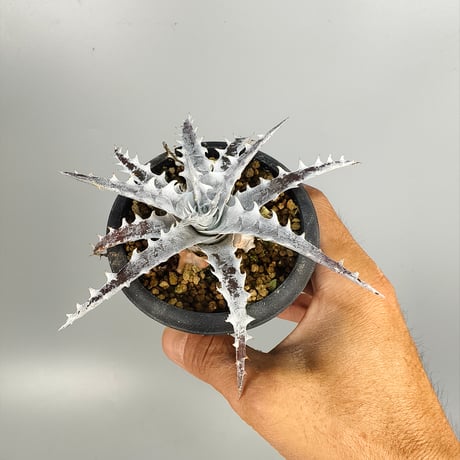 Dyckia OTTO-SL01