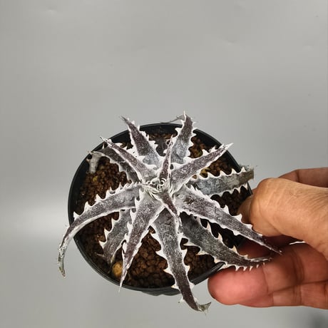 Dyckia Evil Wing Otto Bromeliad Hybrid