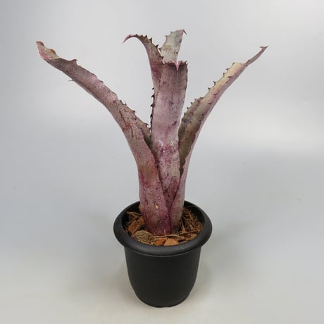 Hohenbergia 'Ouchi' (sp. Brazil)