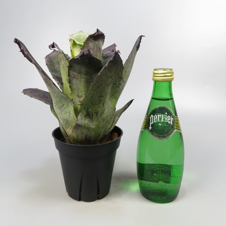 Hohenbergia leopoldo-horstii Black form