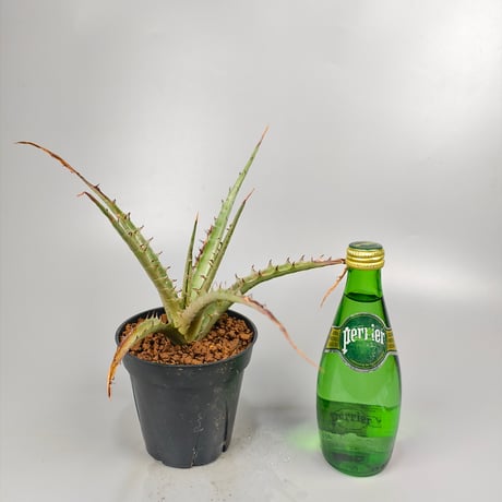 Dyckia sp excelsa ex Satith