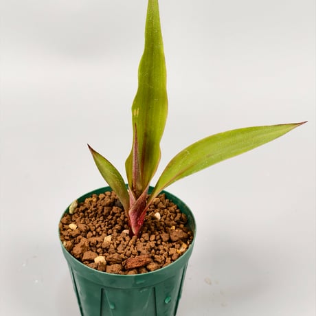 Pitcairnia sanguinea