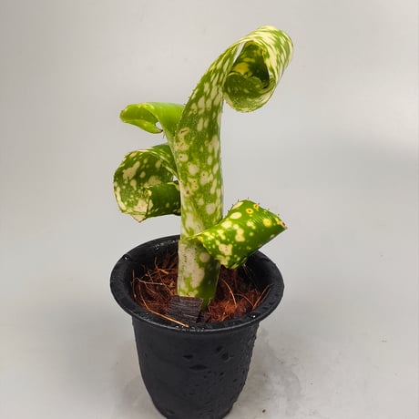 Billbergia leptopoda
