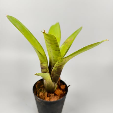 Neoregelia coimbrae (PN TF1720) Rio de Contas, Bahia, Brazil ex SN