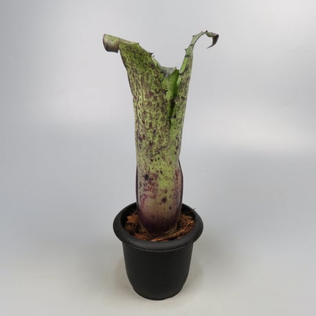 Hohenbergia magnispina ex Hermann Prinsler