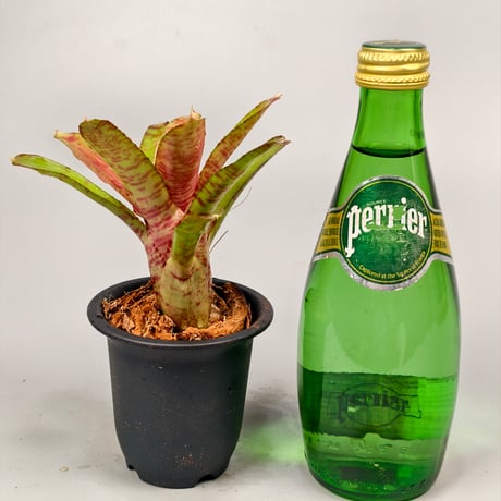 Neoregelia Wild Tiger x Chiquita Linda