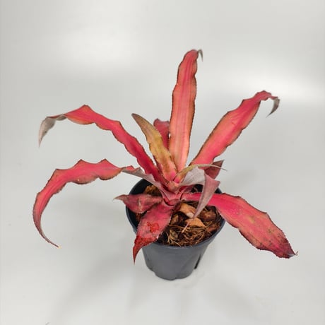 Cryptanthus 'Strawberries Flambé' Bromeliad Cultivar Register (2207)