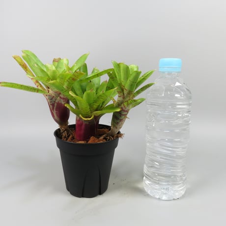 Neoregelia Chiquita Linda x Wild Tiger