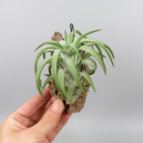 Tillandsia ionantha var. vanhyningii 'Green Dragon'