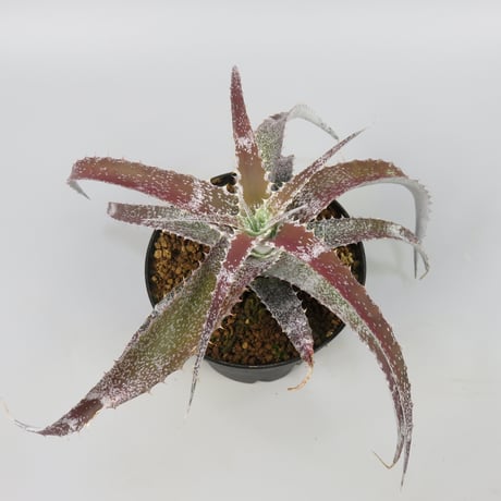 Orthophytum (Iron Ore x (Brittle Star x saxicola))