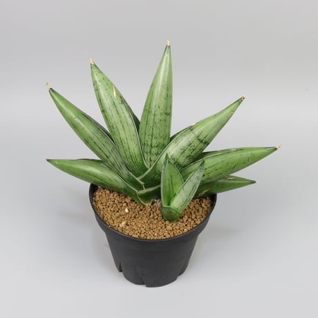 Sansevieria Milky way from Yoky plant