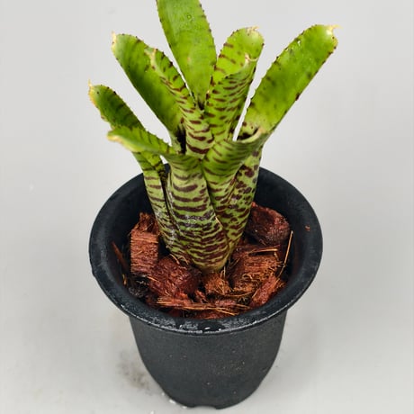 Neoregelia punctatissima Yellow