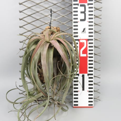 Tillandsia 'Love Knot'
