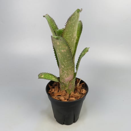 ブロメリア・エアープランツ Billbergia Kolan Cracker Billbergia Kolan Cracker Yahoo!オークション - SALE ビルベルギア